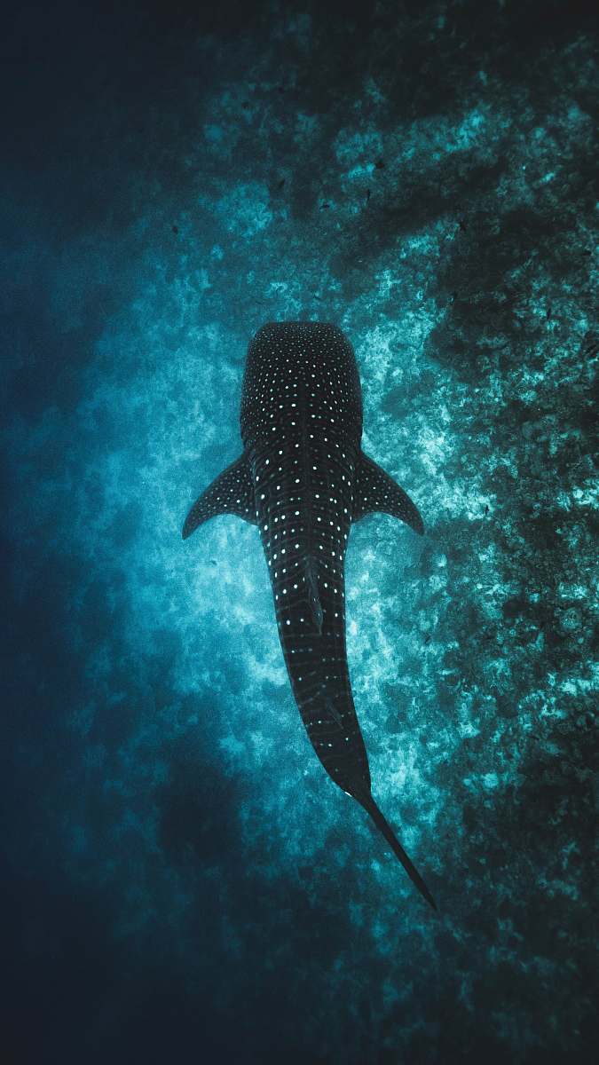 south ari atoll black fish at water maldives